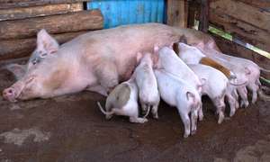 Pig Rearing At Kandara Children's Home
