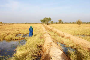 Courtesy of NEF, planting the fields in Mali