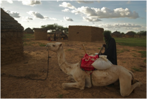 Transport via camel.