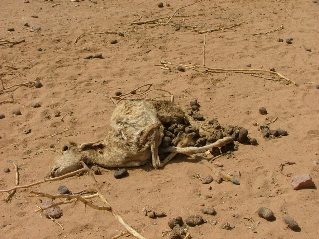 Hunger Relief and Support for Sahel Nomads