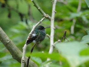 Local hummingbird resting at La Fortuna