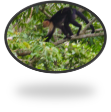 White-faced or Capuchin Monkey