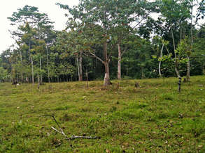 Ever's planting area
