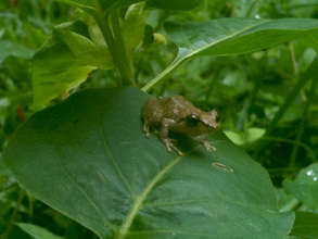 Tree frog on a leaf in the rain, La Fortuna area