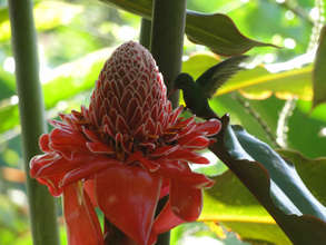 Resident hummingbird in La Fortuna