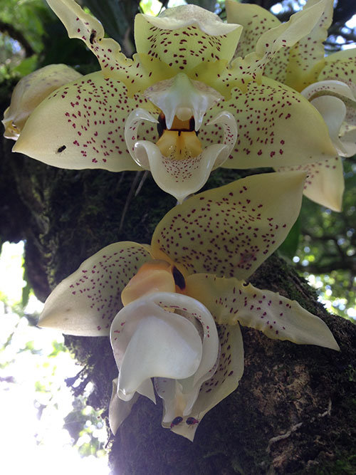 The day began with this beautiful Torito orchid