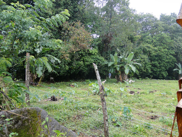 Educational Reforestation, La Fortuna, Costa Rica