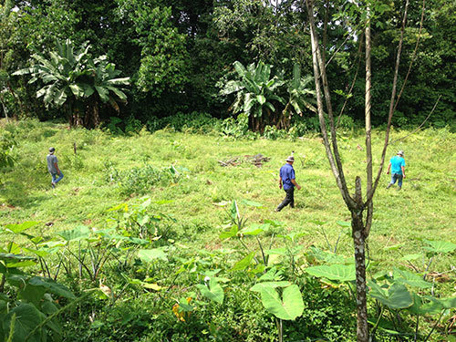 Planting midday