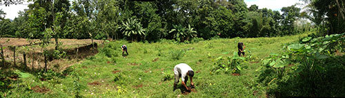 panoramic shot of the entire planting area and us