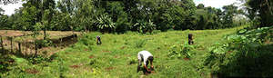 panoramic shot of the entire planting area and us
