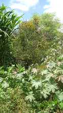 Field covered with vegetation