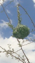 Bird nests - site recovering