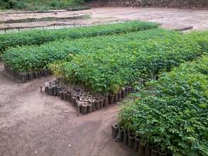 KDA  Nursery