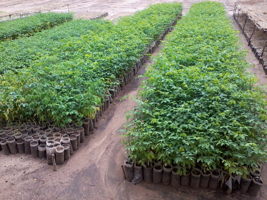 Reports on Donate Trees for Conservation & Jobs in Ethiopia GlobalGiving