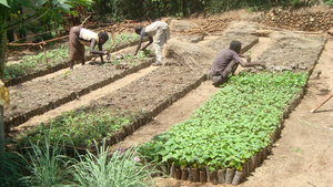 KDA Gersale Tree nursery