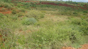 Sample from KDA tree plantation site2