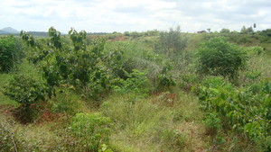 Sample from KDA Tree plantation project site