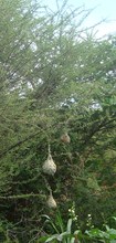 Rehabilitated area with bird nests