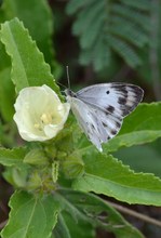 Butter fly in the recovered field