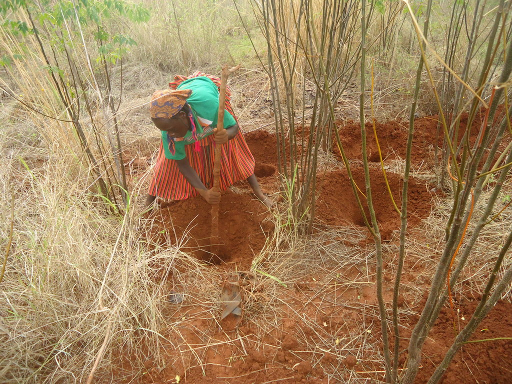Donate Trees for Conservation & Jobs in Ethiopia