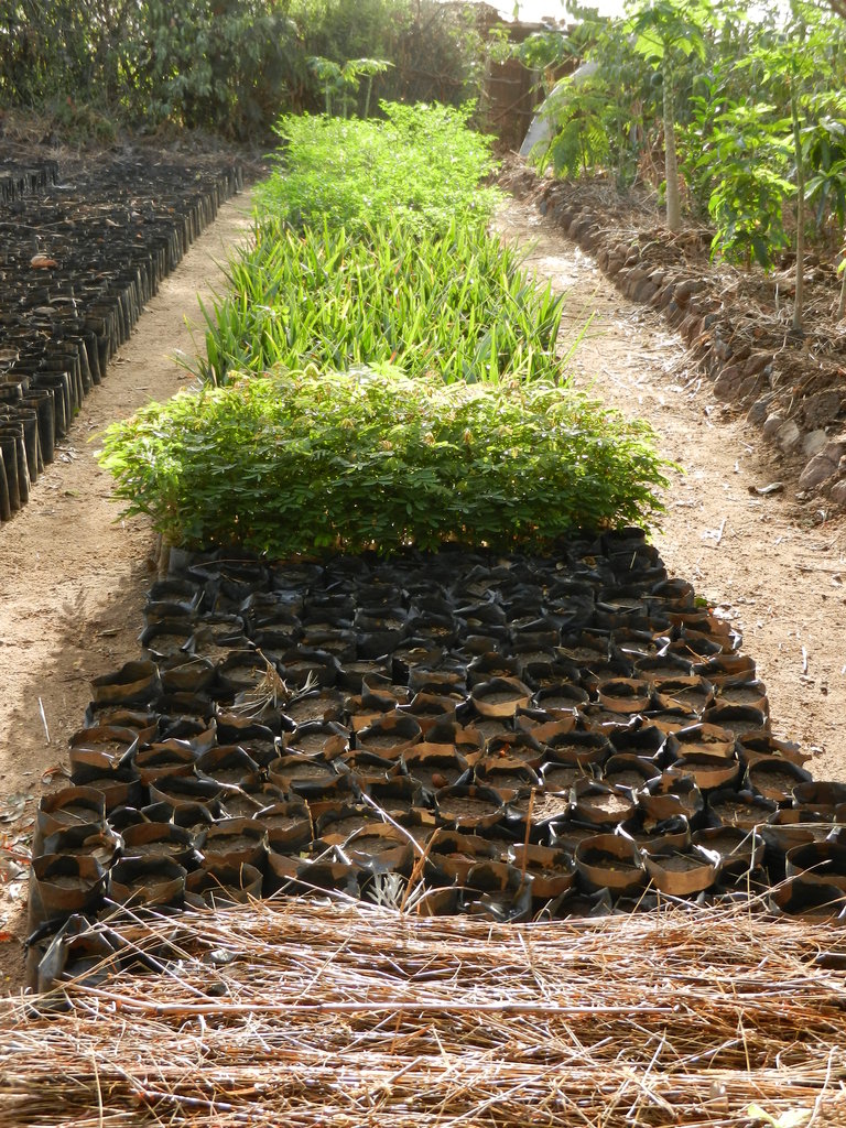 Donate Trees for Conservation & Jobs in Ethiopia