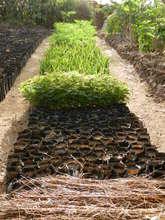 Gersale Tree Nursery