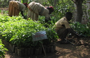 Donate Trees for Conservation & Jobs in Ethiopia