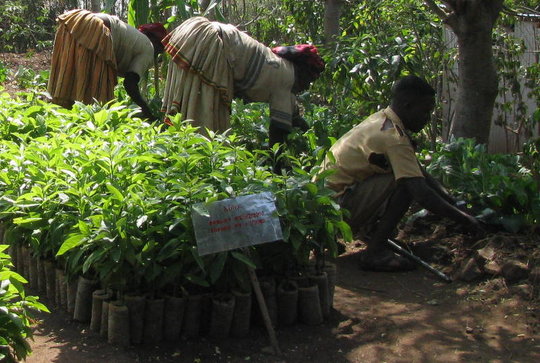 Donate Trees for Conservation & Jobs in Ethiopia