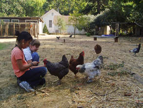Feeding the Chickens!