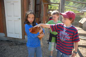 Chicken care with day campers