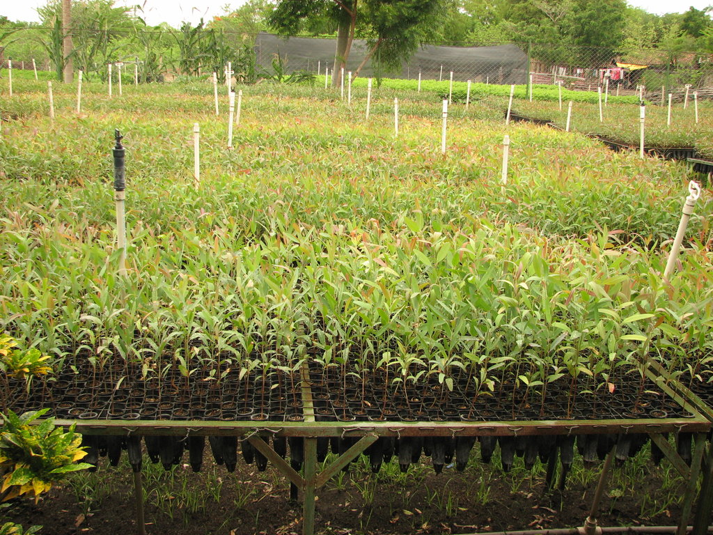 Plant 10,000 Trees in Nicaragua