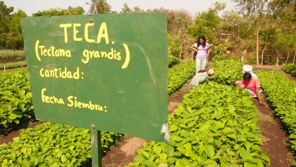 Plant 10,000 Trees in Nicaragua