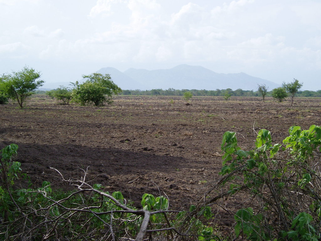 Plant 10,000 Trees in Nicaragua