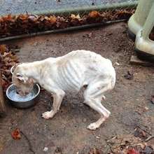 Adele the day she was rescued