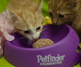 The kittens loved the catsicles we brought.