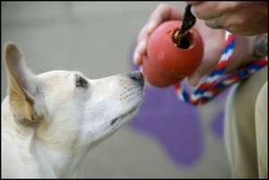 Finley and his KONG