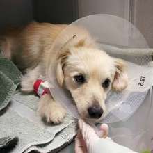 Harley's kennel cough had turned into pneumonia