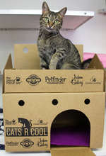 Cat Castles include an elevated perching "turret."