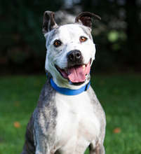 Melody, a senior Pit Bull at Longmont Humane