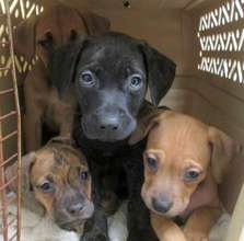 Puppies at Tails of Love in Staten Island