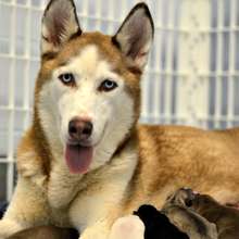 Georgia puppy mill-rescue Nadia with her puppies