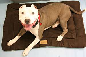 Smiley on his bed