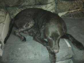 Suzy "before," with missing fur