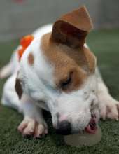 Tipper enjoys a dogsicle.