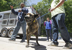 A rescued three-legged dog