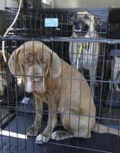 Dogs found roaming the evacuated zone