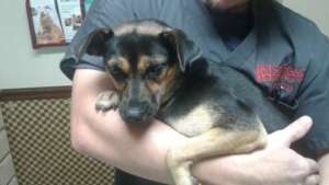 A pup rescued from Louisiana floodwaters by AAVA