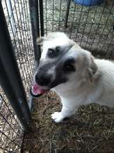 Charlotte is at Heart of Texas SPCA.