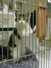 The scratchers attach to the inside of cage doors.