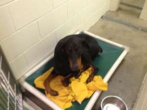 The dobie at Doberman & Rottweiler Rescue